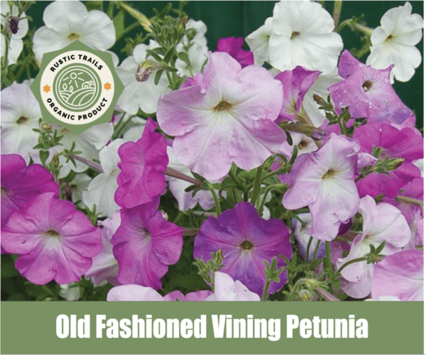 Old Fashioned Vining Petunia